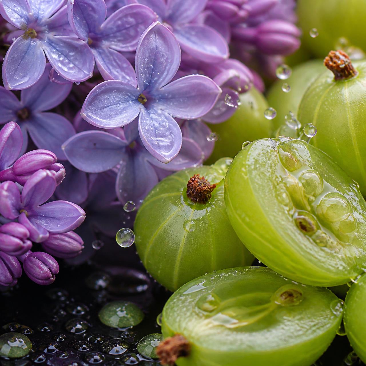 Macro study of dewy lilac blossom and juicy gooseberries — the ingredients behind Lilacs & Gooseberries