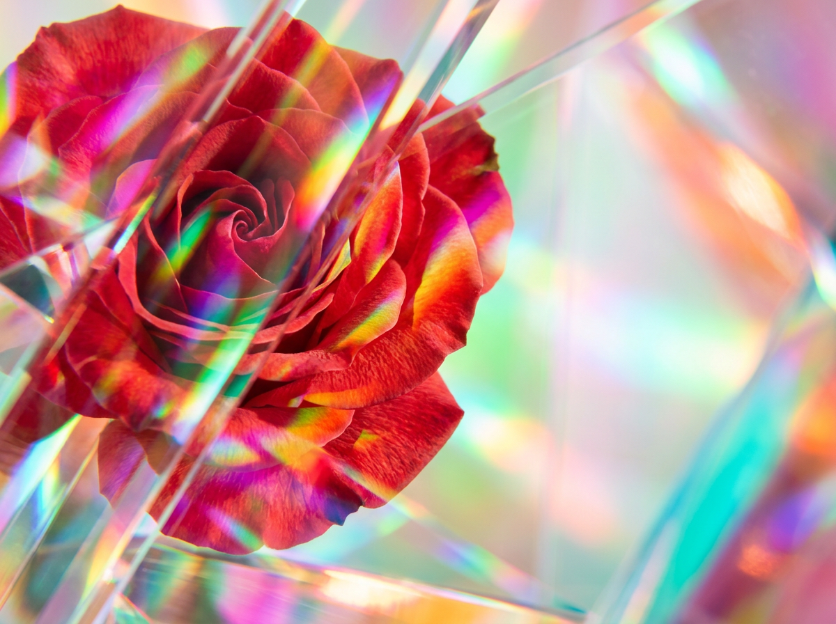 Close up of fresh dewy roses and artisanal perfume bottles